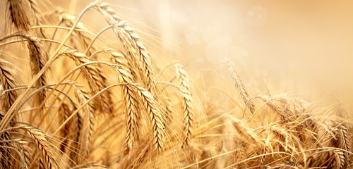 Kupię żyto
