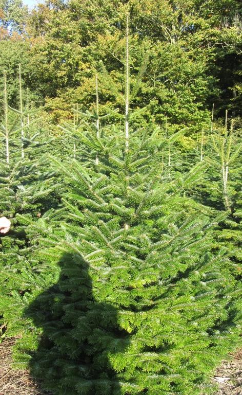 Jodła kaukaska Abies Nordmanniana Choinki z Danii Hurt — zdjęcie 5