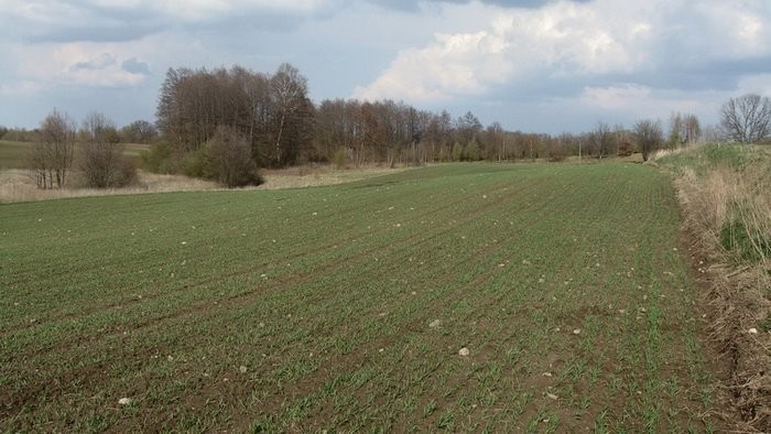 Sprzedam 7ha ziemii rolnej, warunki zabudowy — zdjęcie 3