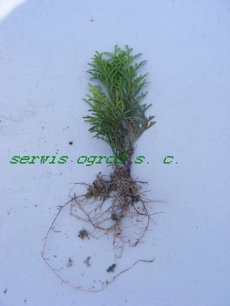 Sadzonka krzewów ozdobnych,10-15 cm. 0,6 PLN