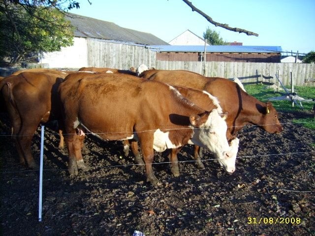 Hereford 100% zacielone ZOBACZ WARTO!!! Mięsne krowy — zdjęcie 2