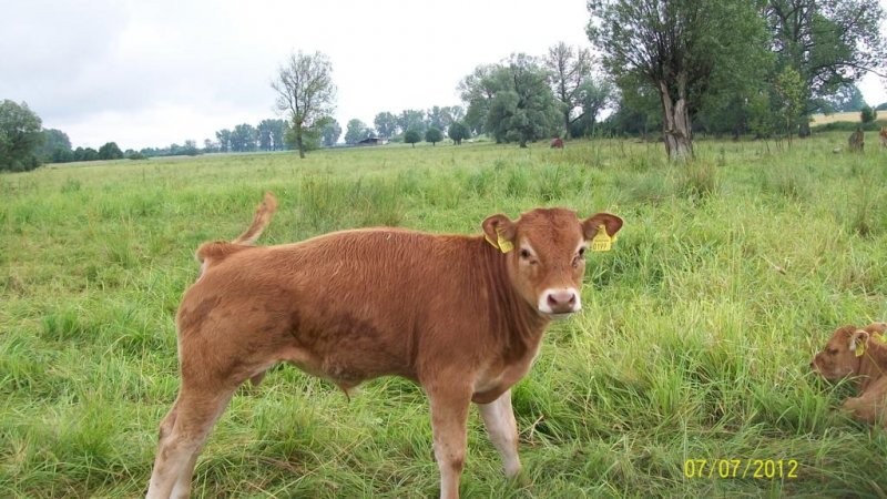 Sprzedam bydło rasy limousine 100% — zdjęcie 2