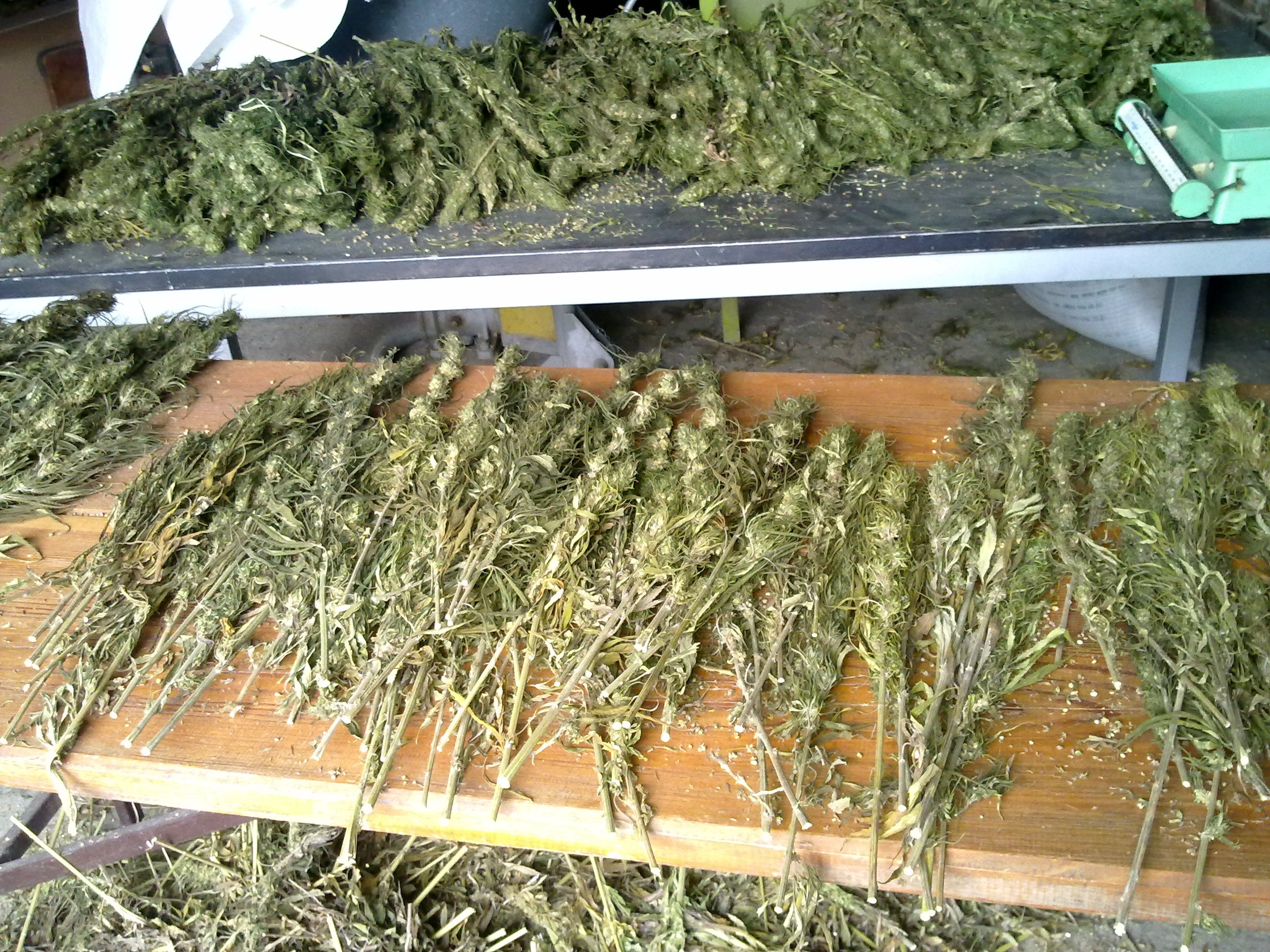 Konopie-CBD wiechy,  plewa, nasiona, słoma — zdjęcie 3