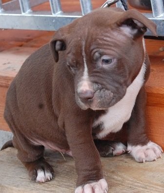 Szczeniaki Pitbull z rodowodem ADBA — zdjęcie 1
