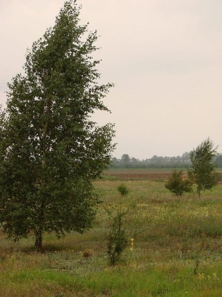 BEZPOŚREDNIO PONIATOWO ROLNA 20200m2 — zdjęcie 6