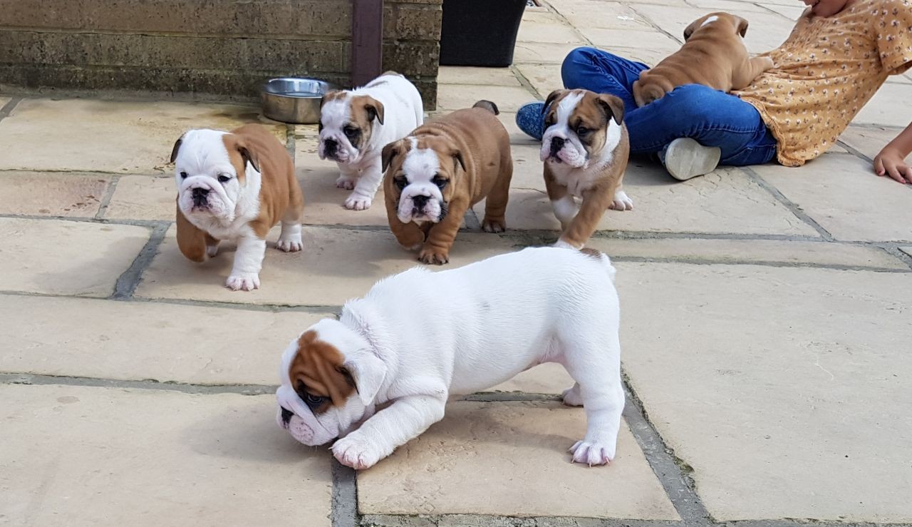 English Bulldog Puppies à venda — zdjęcie 1