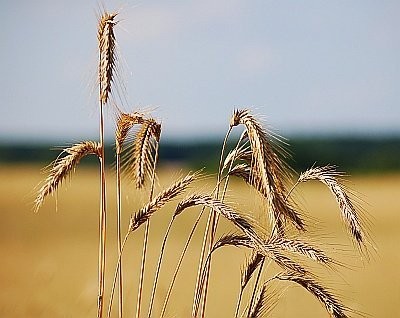 Kupię zboże