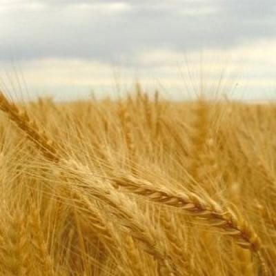 Zakupię jęczmień,pszenicę,owies,żyto,kukurydzę