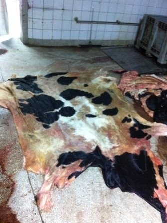 Sprzedam skóry wołowe.