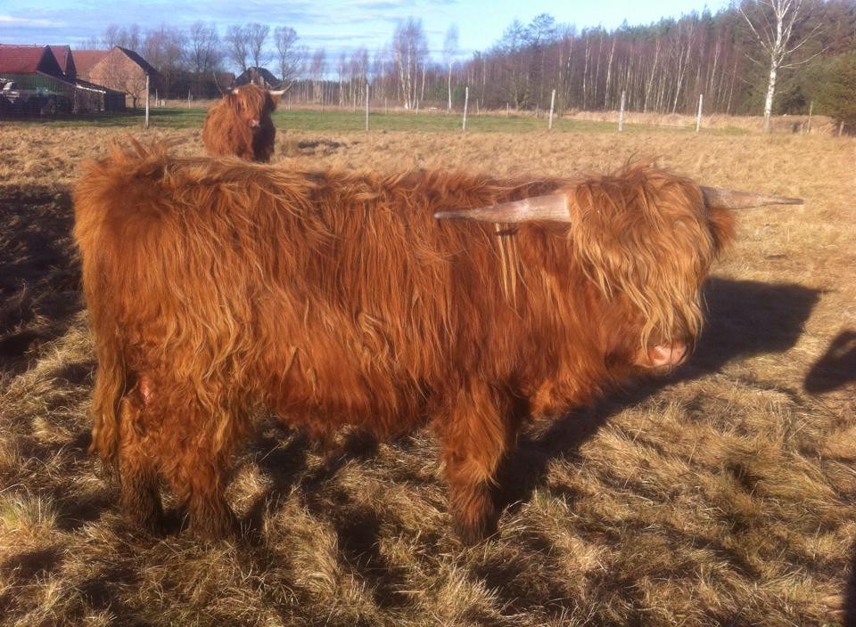 Byk Highland Cattle, szkockie wysokogórksie — zdjęcie 2