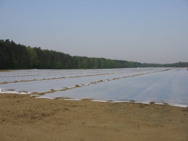 AGROWŁÓKNINA 10M X 250 M WIOSENNA P19 NIEMCY