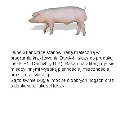 Pewne warchlak importowanei z Danii — zdjęcie 4