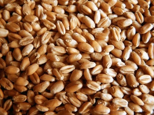 Cereals from Ukraine — zdjęcie 2