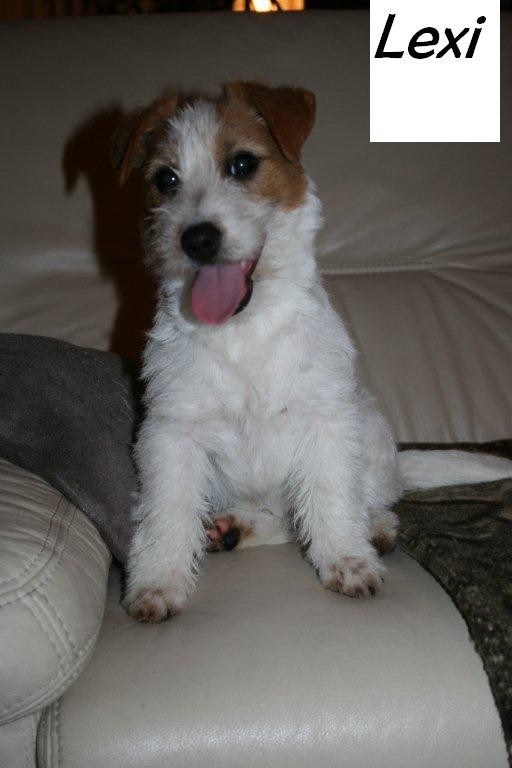 Jack Russell Terrier — zdjęcie 1