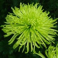 Chryzantema cięta (Chrysanthemum), wielkokwatowa — zdjęcie 2