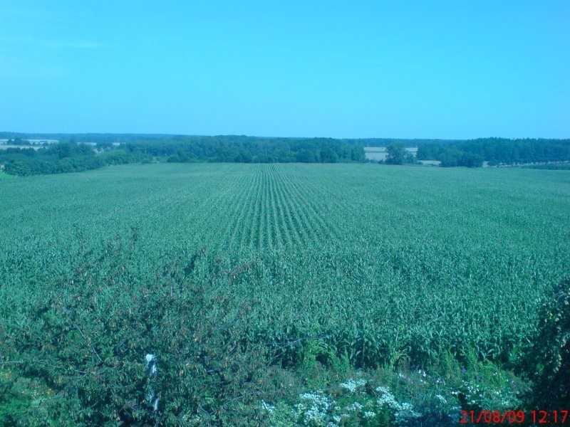 Kukurydza na pniu na kiszonkę - 23 ha — zdjęcie 2