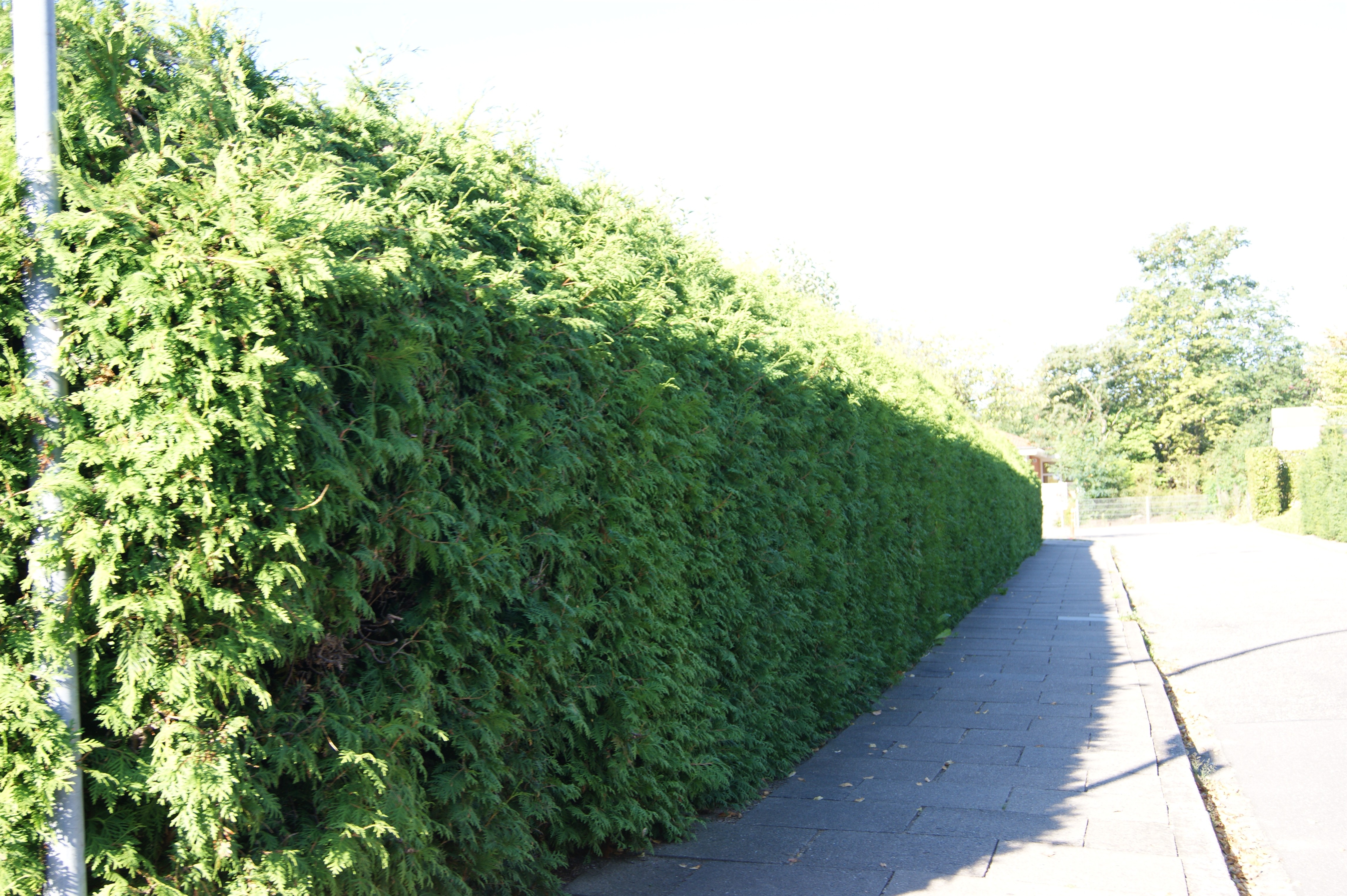 Thuja tuja brabant już od 1,7 zł/szt! Piękny żywopłot! — zdjęcie 1