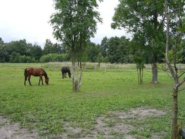 Sprzedam siedlisko — zdjęcie 2