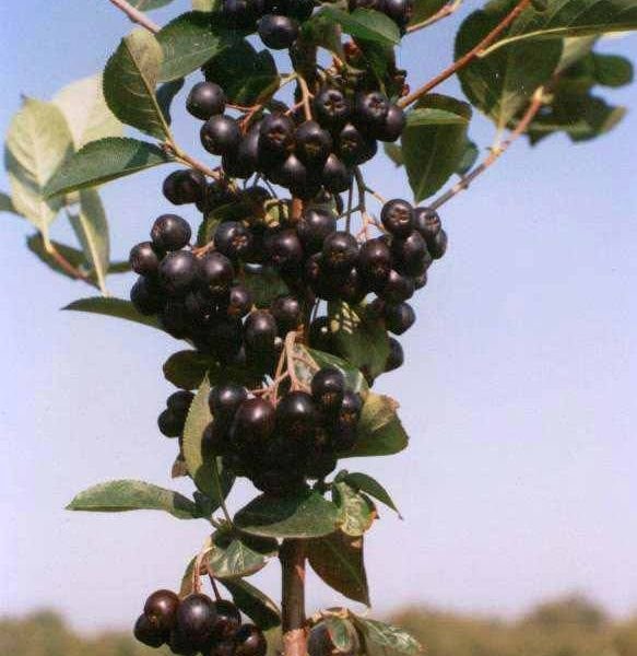 aronia, sadzonki aronii — zdjęcie 2