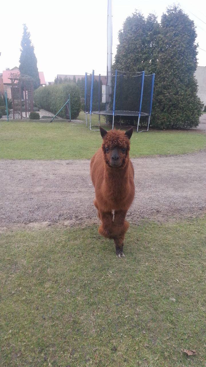 Sprzedam samca alpaki Huacaya. — zdjęcie 2
