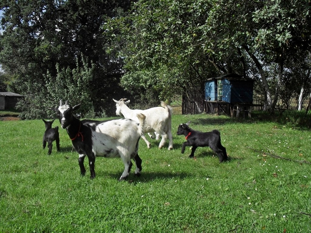 Kozy/kózka i koziołek miniaturowe. — zdjęcie 4