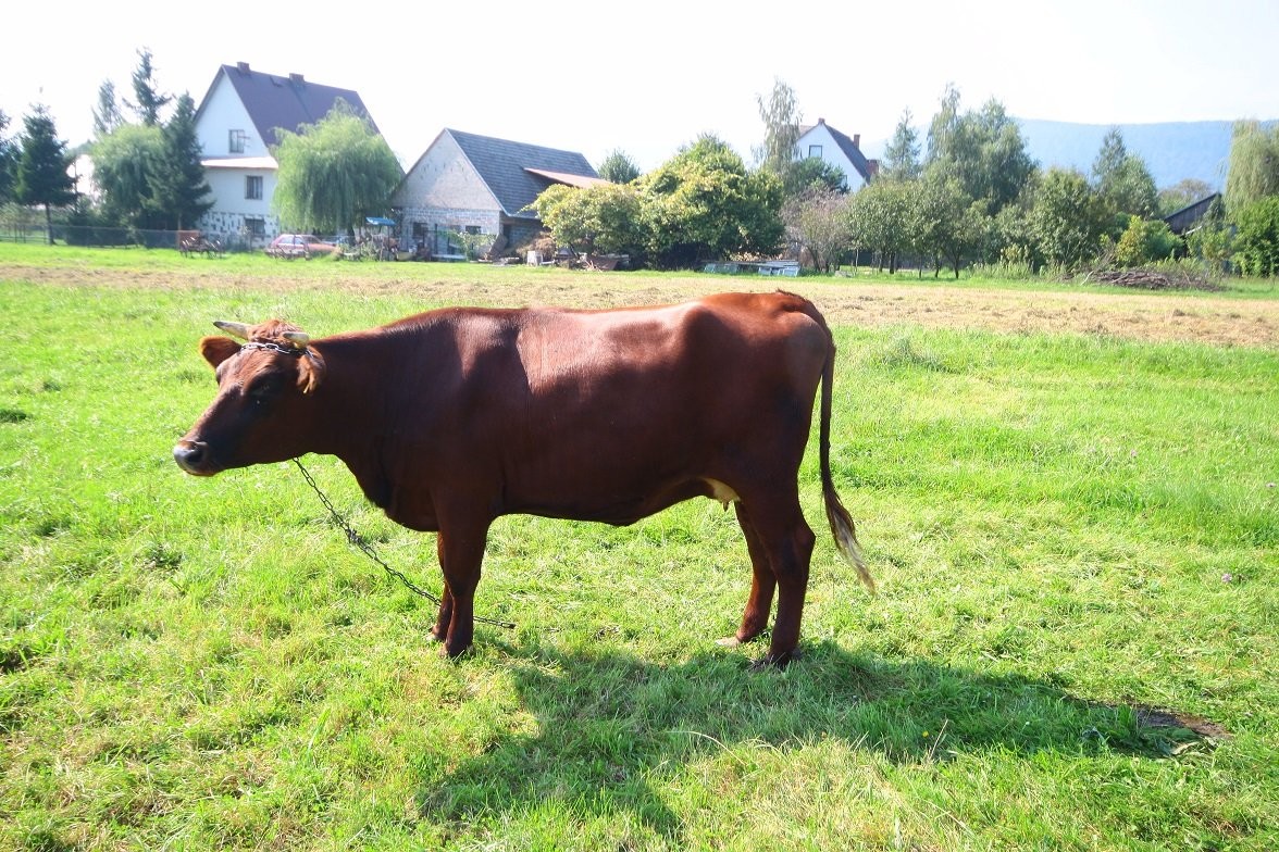 Jałówka cielna czerwona — zdjęcie 1