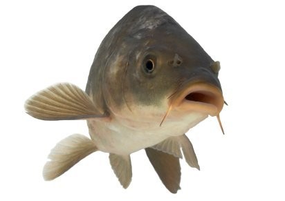 Karp handlowy