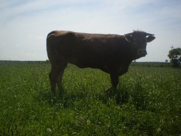 JAŁÓWKI HODOWLANE — zdjęcie 1
