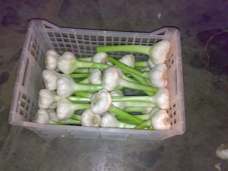 Egyptian onions garlic — zdjęcie 2