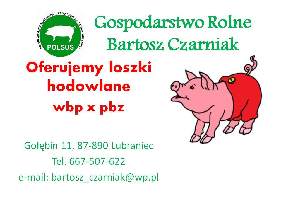 Loszki Hodowlane F1 (WBP x PBZ) — zdjęcie 4