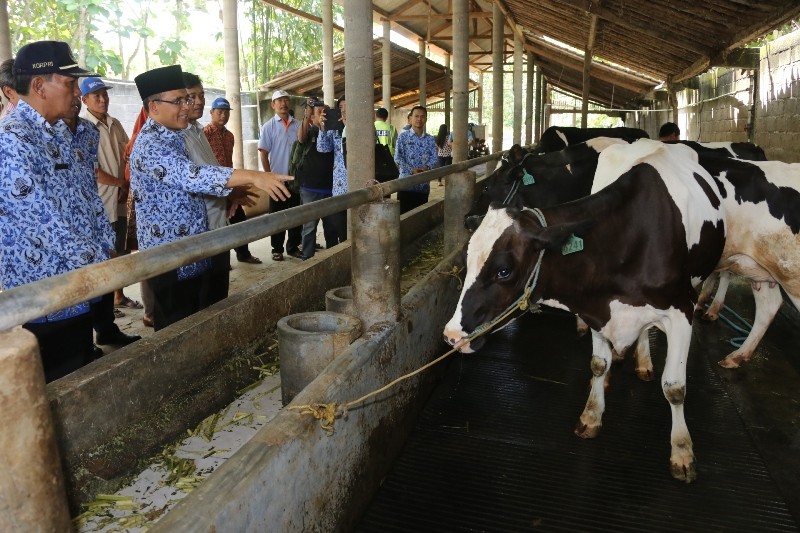 Holstein-Friesian Cow,Goats — zdjęcie 2
