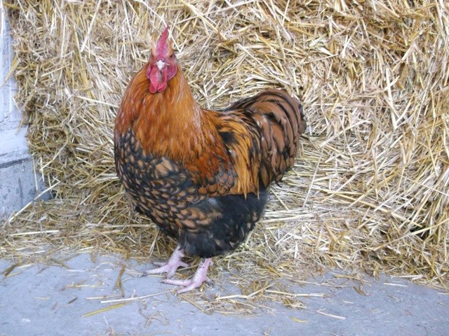 Orpington orpingtony kurczaki jajka jaja drób kura  — zdjęcie 8