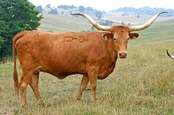 Texas Longhorn — zdjęcie 4