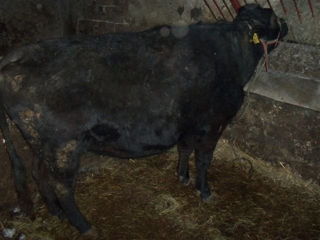 Krowa wysokocielna — zdjęcie 1