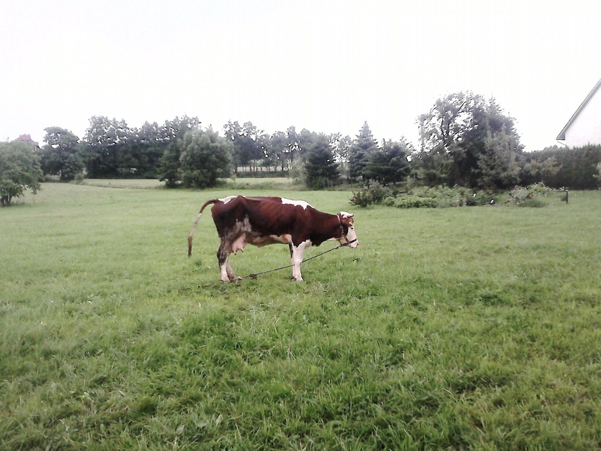 Sprzedam Bydło — zdjęcie 1
