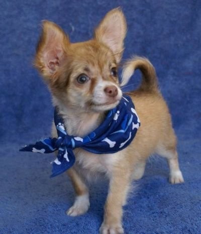 chihuahua szczenięta dostępne — zdjęcie 1