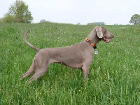 Wyżeł weimarski - weimaraner puppies — zdjęcie 4