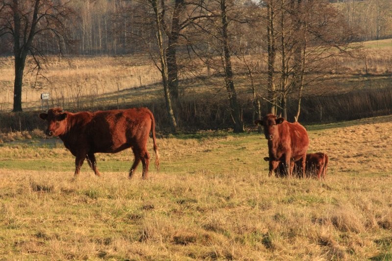 Sprzedam jałówki rasy Polska Czerwona — zdjęcie 1