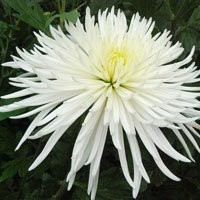 Chryzantema cięta (Chrysanthemum), wielkokwatowa — zdjęcie 4