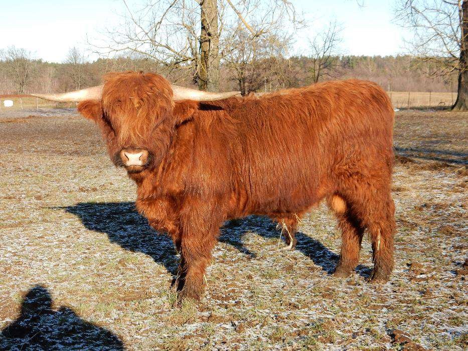 Byk Highland Cattle Szkockie Górskie Rozpłodowy Półtusza Wołowina — zdjęcie 1
