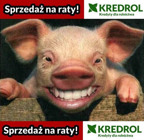 KREDROL - finansowanie zakupu trzody - cały kraj
