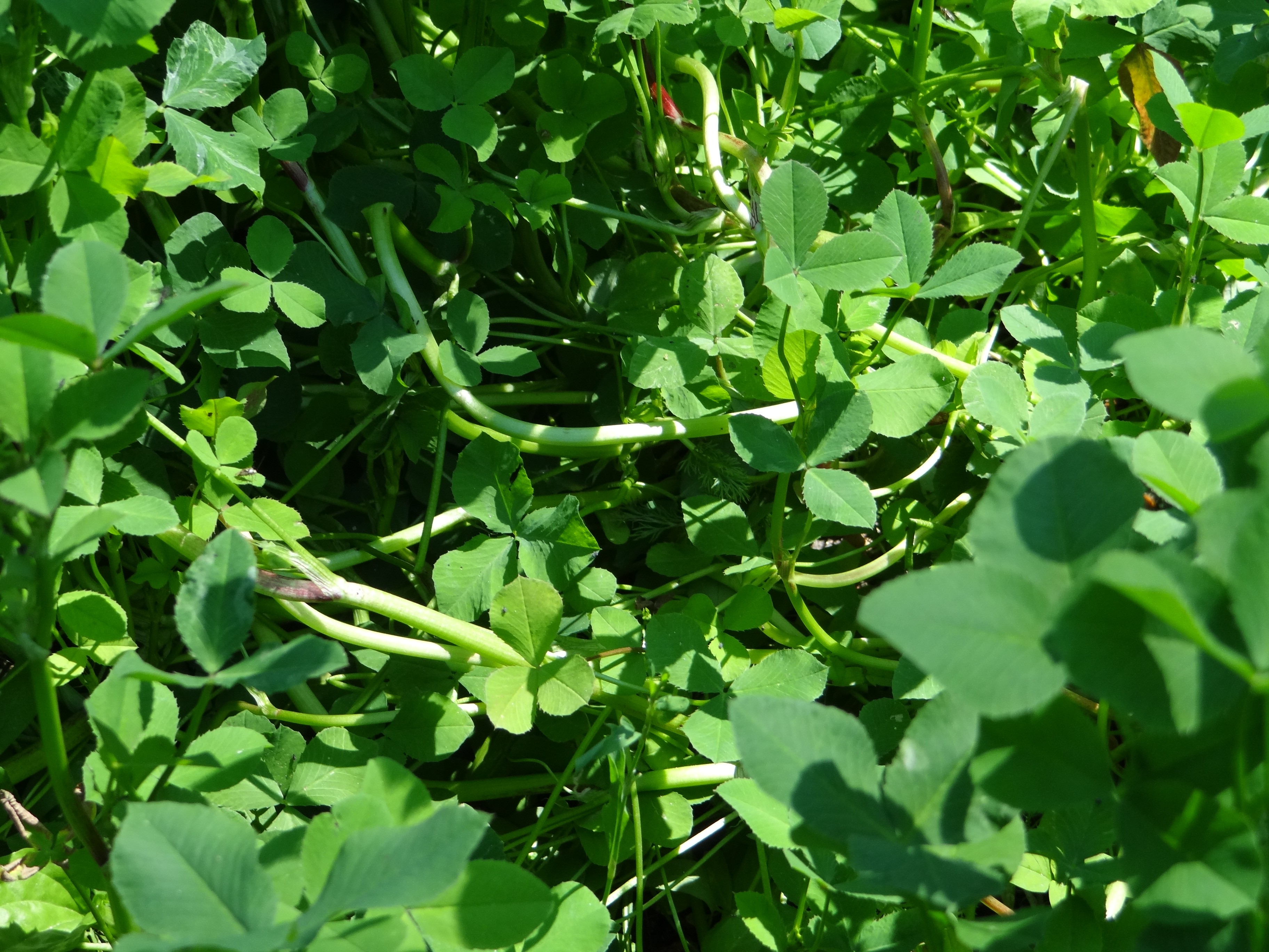 Sianokiszonka z koniczyny najtaniej, prokukcja maj 2019 rok — zdjęcie 2