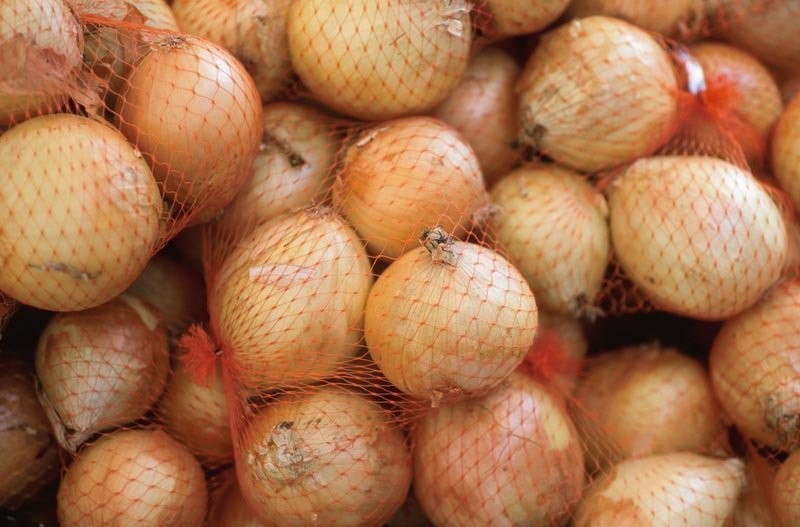Cebula