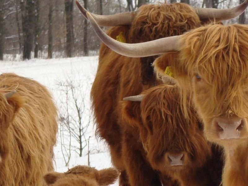 Stado bydła Highland — zdjęcie 2