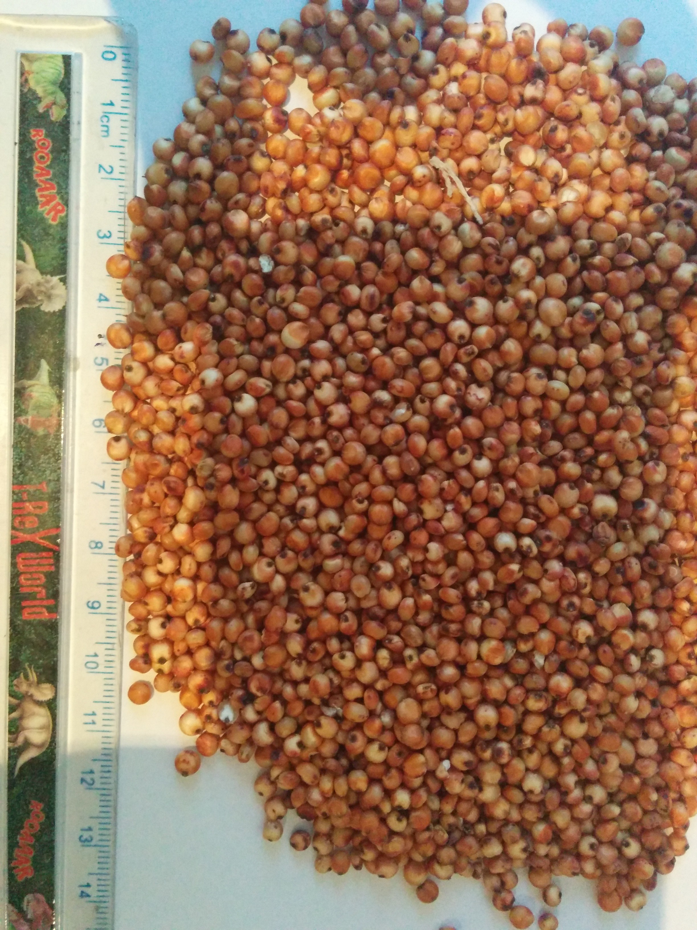 Sorgo czerwone — zdjęcie 3