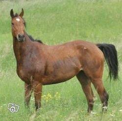 Mare czystej krwi