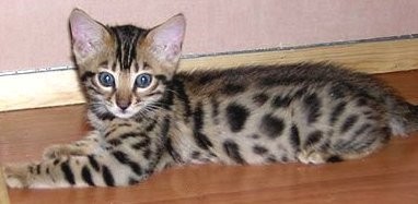 Bengal  reinrassige kätzchen, Katzen,