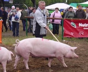 Loszki hodowlane czystej rasy PBZ i F1 (POLSUS) 