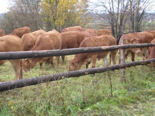 SPRZEDAM JAŁÓWKI MIĘSNE LIMOUSINE
