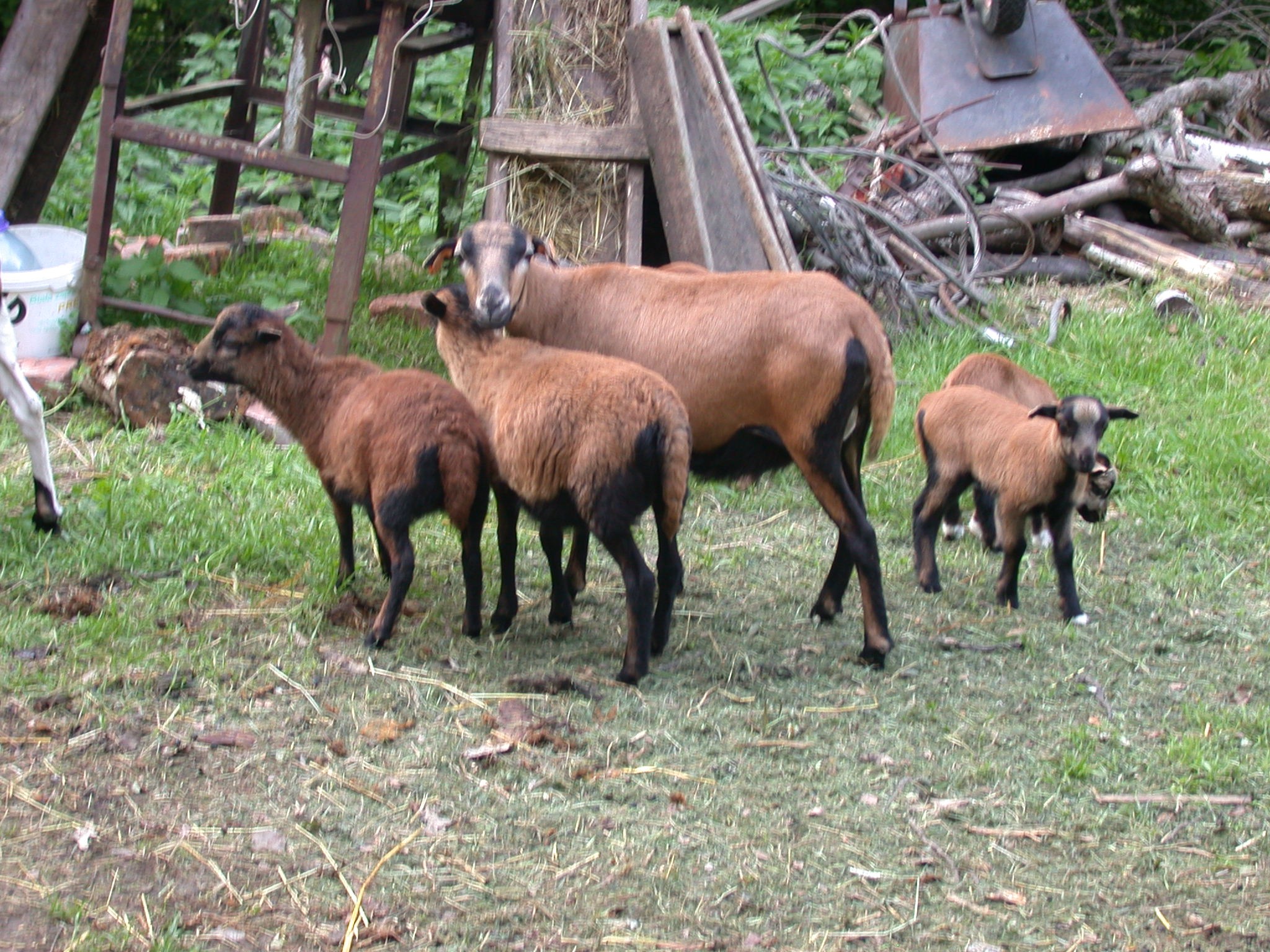 Owce Tryczki kameruńskie, Tryczka wrzosówka, Barbados. — zdjęcie 8